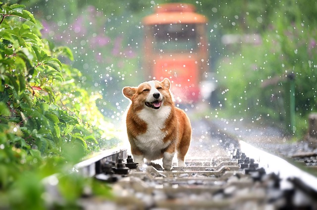 Medir gramos de comida para perros en su alimentaciÃ³n diaria
