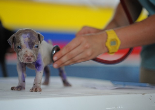 Tiempo de digestión de la comida en perros