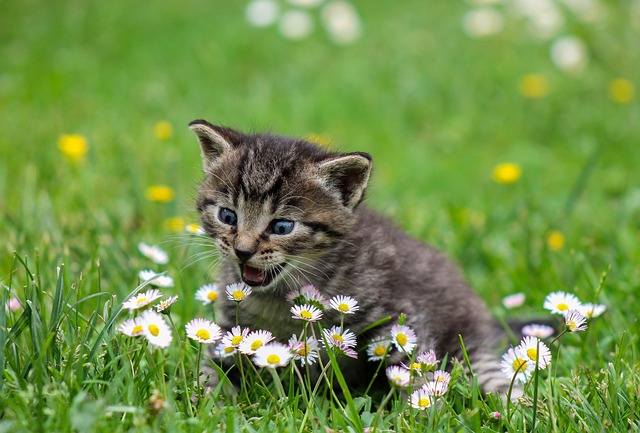 Alimentación adecuada para la comida de gatos recién nacidos