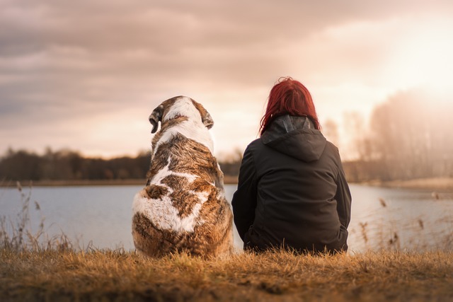 Solución para perros que vomitan comida amarilla