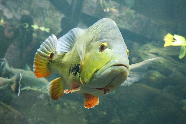 Alimenta a tus peces tropicales con nuestra comida congelada