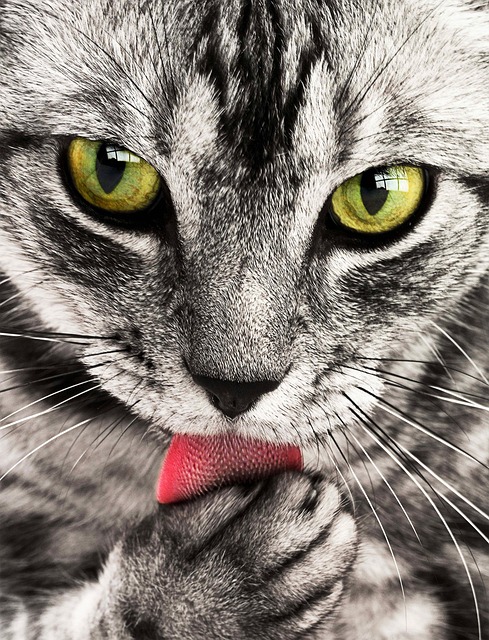 Hormigas invaden la comida de gato: Â¿quÃ© hacer?