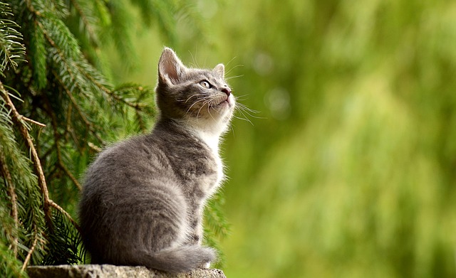 Alimentando a tu gato sin dientes: opciones de comida adecuada