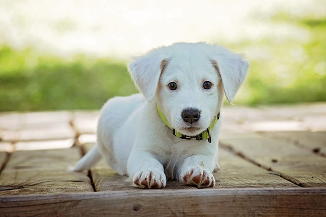 Consejos para ablandar la comida de perro y hacerla más apetecible