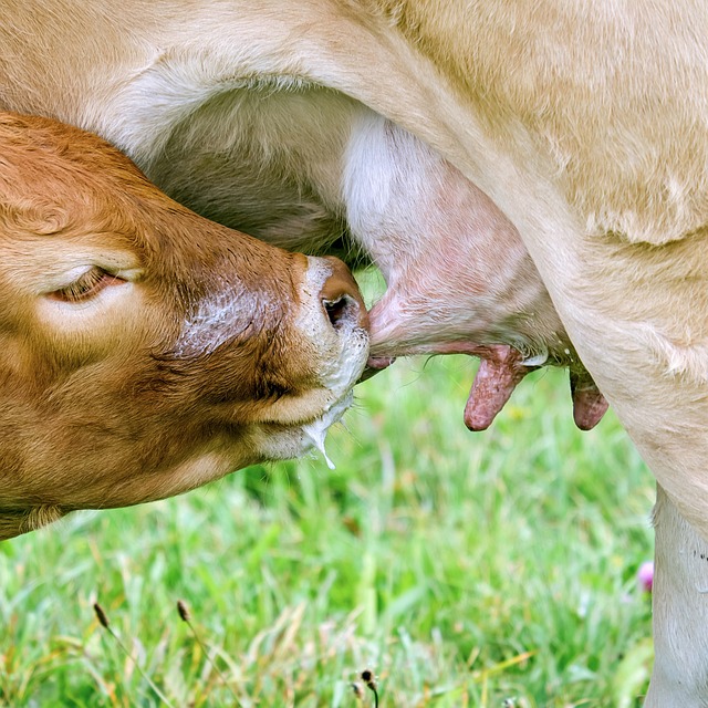 Consejos para introducir alimentos sólidos a bebés