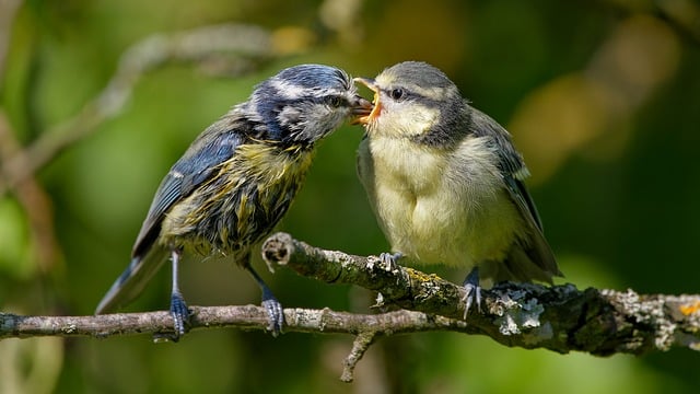 Comida Bio: ¿Qué es y por qué es importante?