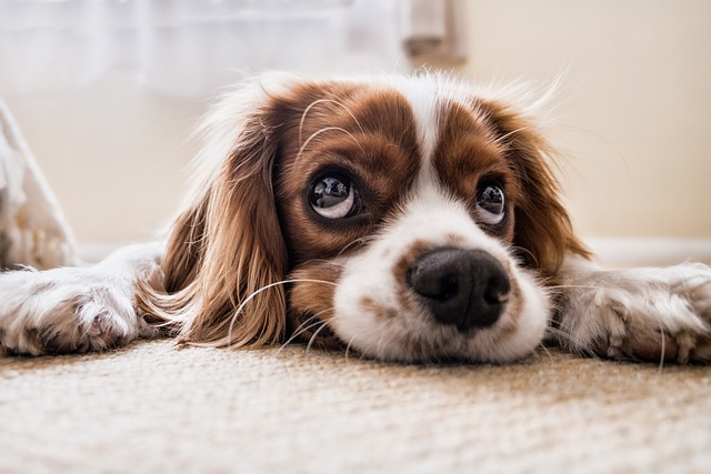 La comida de gato no es adecuada para los perros: ¿por qué?