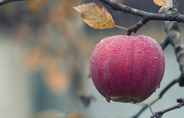 ¿Cómo prevenir las bolitas de comida en la garganta?