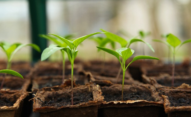 Mejores opciones de plantas en San Juan