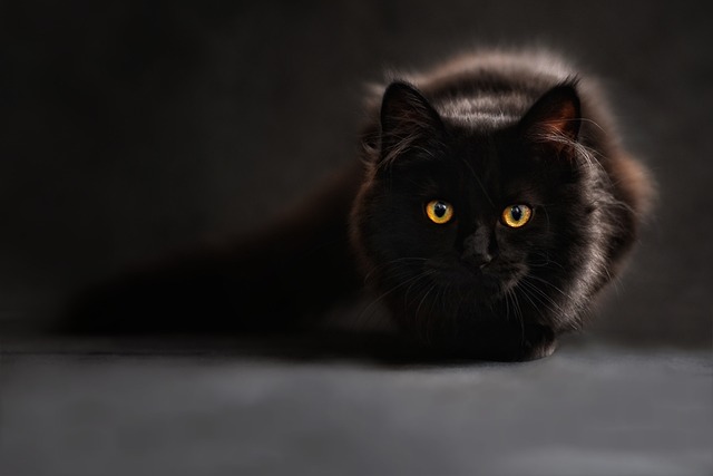 AlimentaciÃ³n adecuada para tu gato persa bebÃ©: la mejor comida