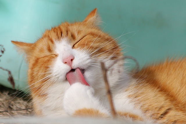 Comida blanda para gatos mayores: salud alimentaria cuidada