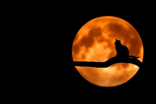 Consejos para evitar que tu gato se alimente de comida humana