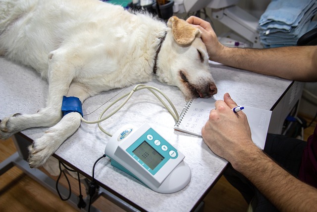 Alimentos especiales para perros con problemas cardíacos