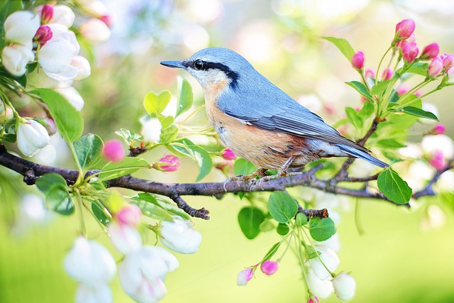 La alimentación de los polluelos: la comida que dan las aves