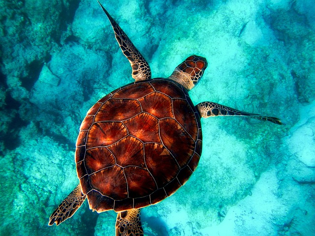 Alimentación adecuada: Comida para tortugas de río