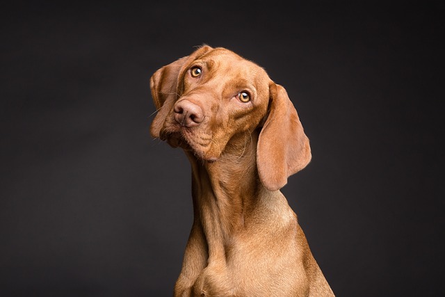 La importancia de educar a tu perro sobre la comida en la mesa