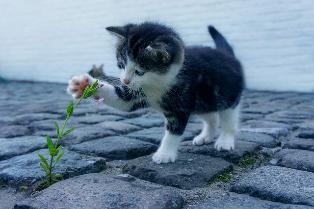 Tiempo de digestión en gatos: ¿Cuánto tarda en asimilar su comida?