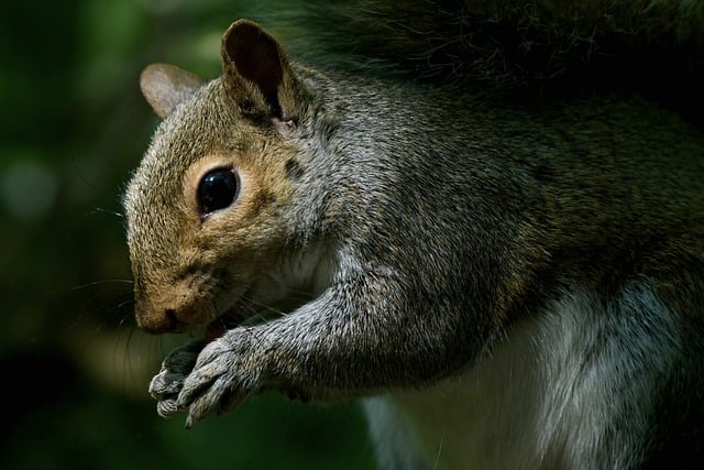 Consumo mensual de comida en kilos para perros