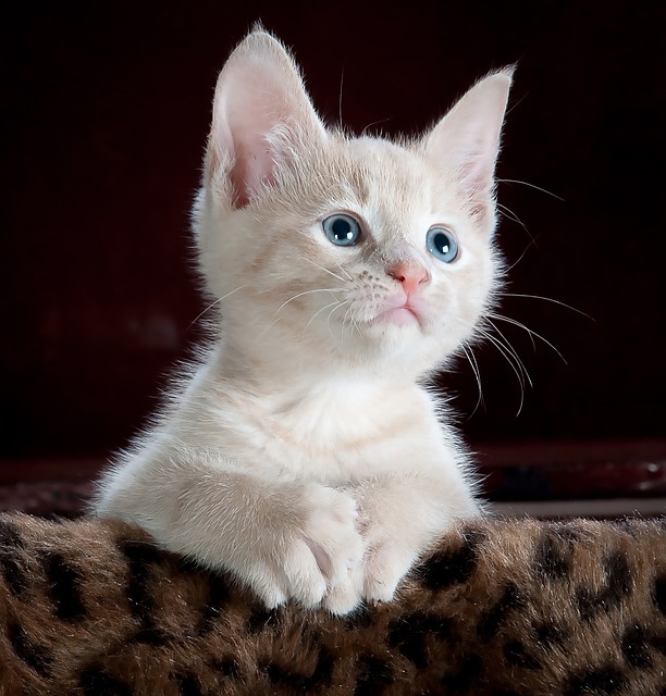 La importancia de la cantidad adecuada de comida para gatos