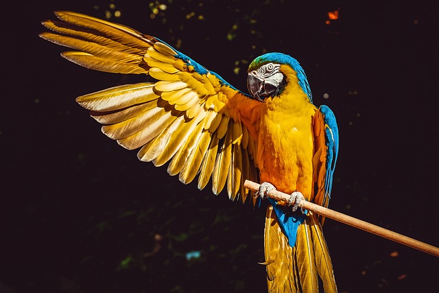 Bolas de comida para pájaros: alimenta a tus amigos alados