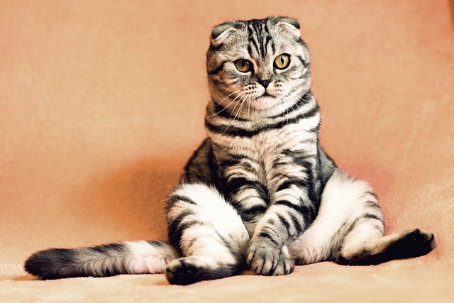 GuÃ­a para elegir la mejor comida para gatos