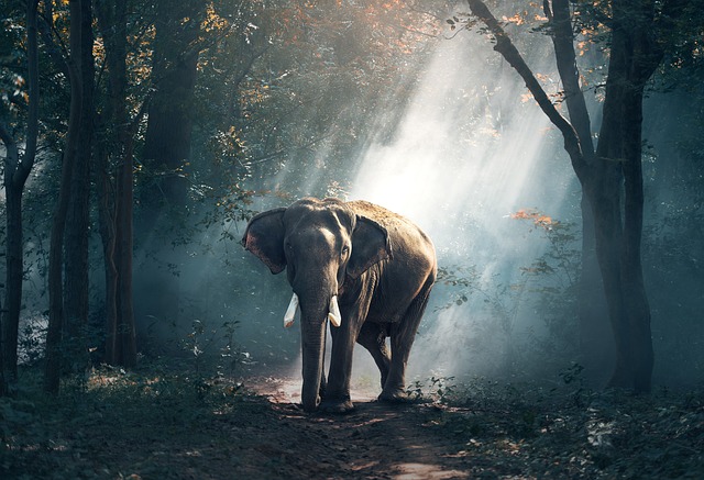 La impresionante cantidad de comida que consume un elefante al día