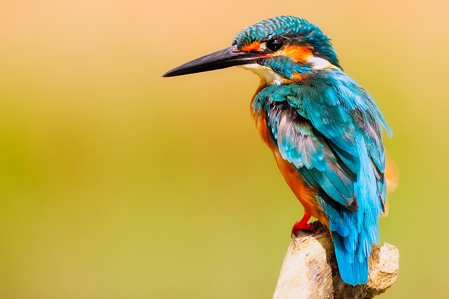 Compra comida a granel para tus pÃ¡jaros
